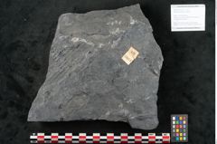 Foto (Objekt + Etikett) von Sigillaria elongata Brongniart (NHMW-GEO-2024-0188-11073)